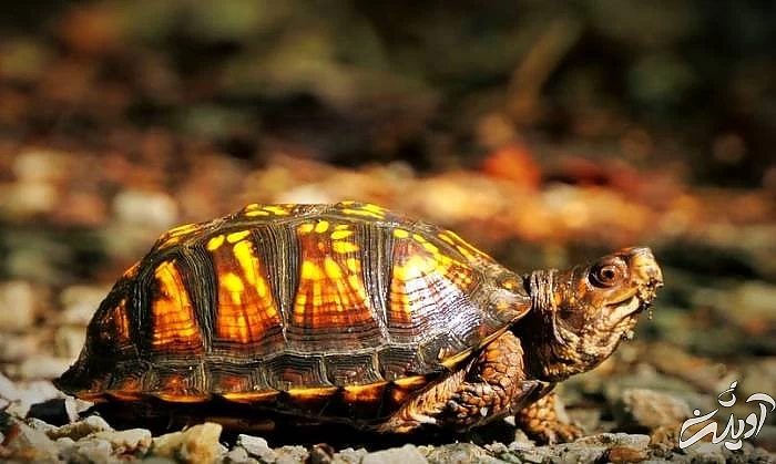 روز جهانی لاک پشت 